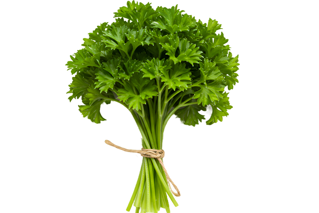 Petersilie frisch [1 Bund] 