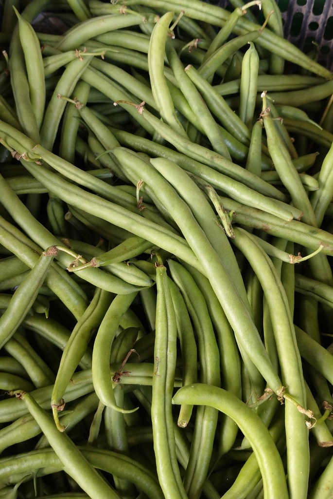 Fisolen Breit Frisch [12x400g]