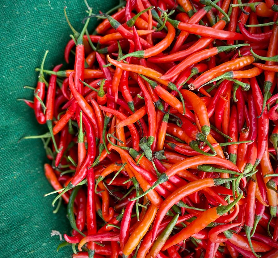 Pfefferoni Rot Frisch [24x250g]