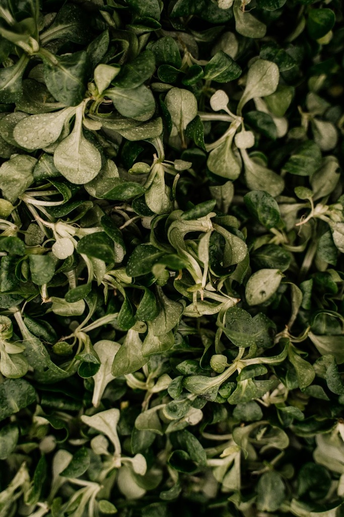 Vogerlsalat Frisch [1 Kg]