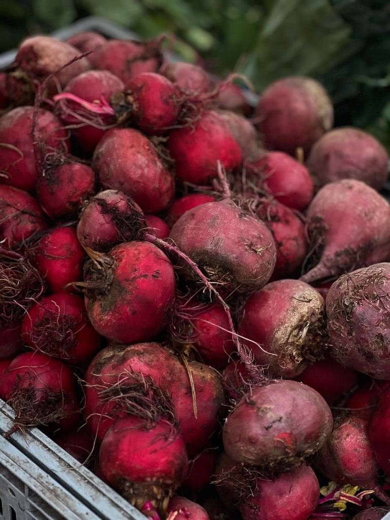 Rüben Rot Polen Frisch [10 Kg]