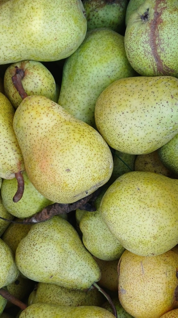 Birnen Santa Maria Frisch [1 Kg]