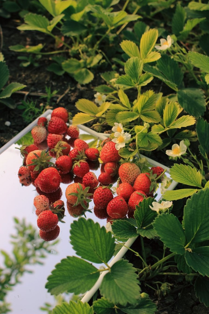 Erdbeeren frisch [10x500g]