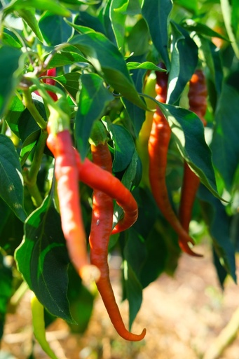 [OG-018] Kapia Paprika frisch [400g]