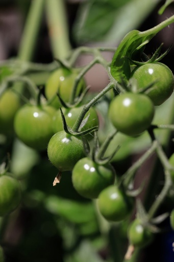 [OG-094] Tomaten Eier Frisch [1 Kg]