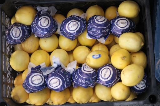[OG-116] Zitronen Mayer Frisch [30x500g]