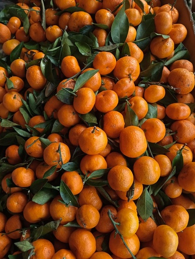 [OG-138] Mandarinen Nadorcott Frisch [20 Kg]