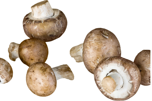 [OG-004] Champignon Creme frisch [3 kg]